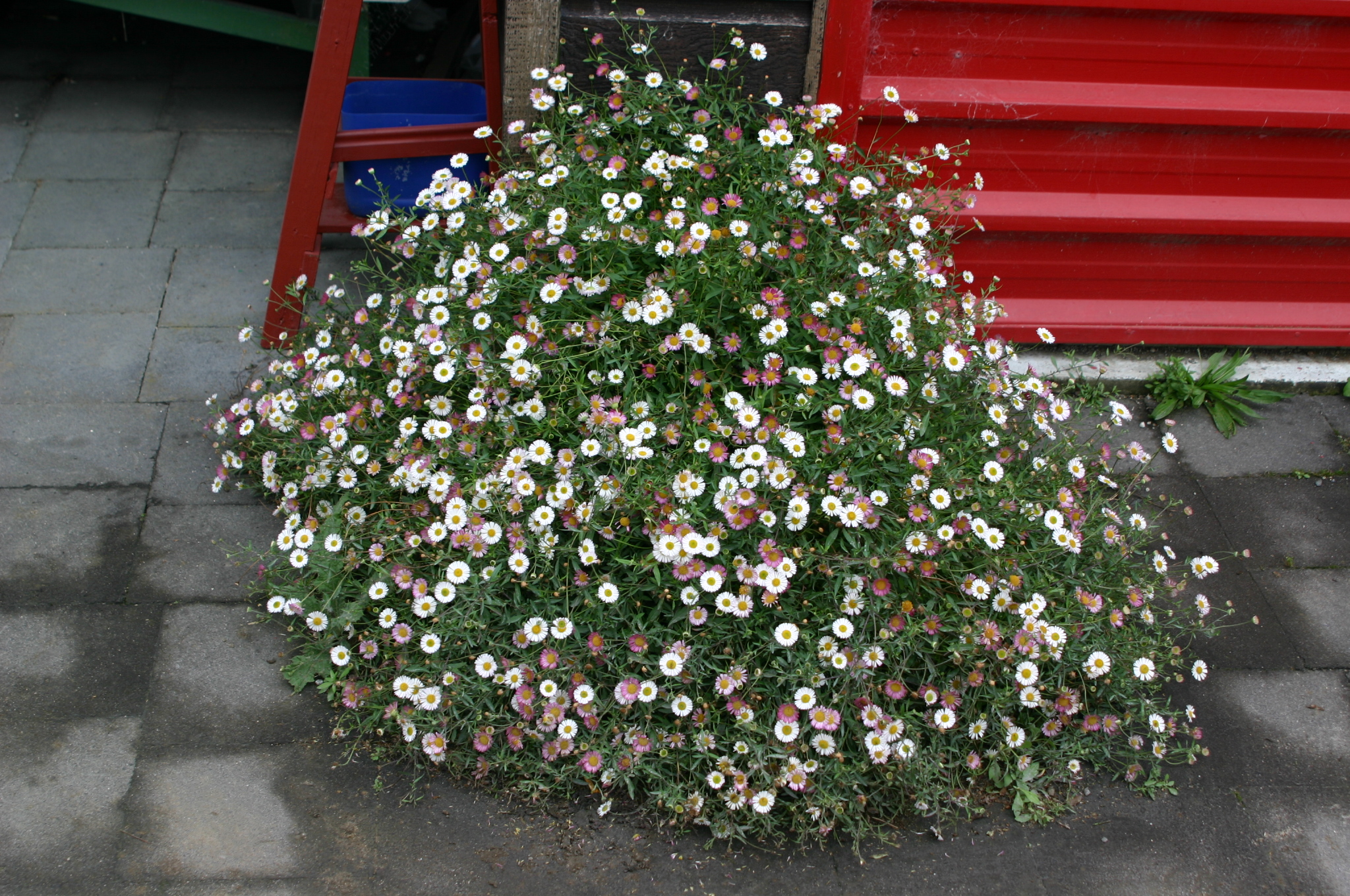 Erigeron karvinskianu